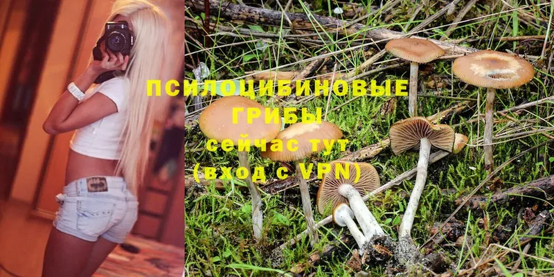 сколько стоит  Усть-Лабинск  mega онион  Галлюциногенные грибы MAGIC MUSHROOMS 